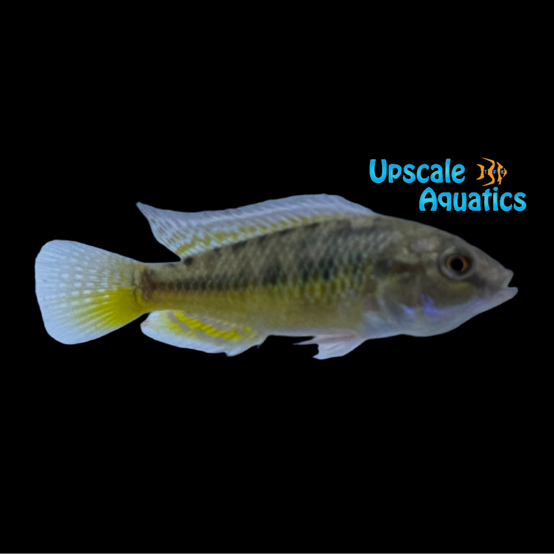 West African Mouthbrooder Cichlid (Pseudocrenilabrus nicholsi)