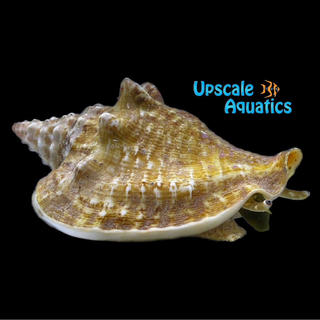 Milk Conch (Macrostrombus costatus)