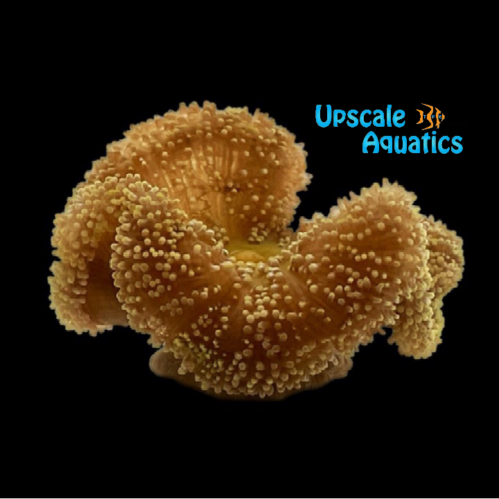 Haddon's Carpet Anemone (Stichodactyla haddoni)