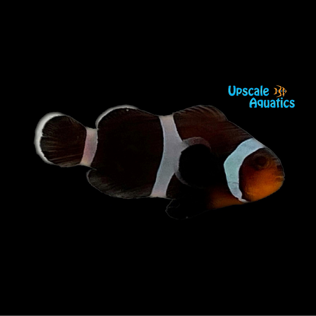 Black Ocellaris Clownfish (Amphiprion ocellaris)