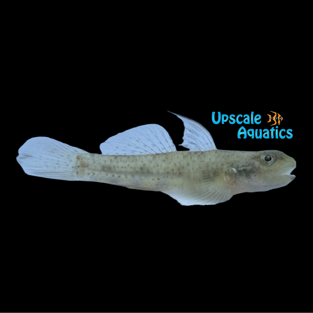 Lumbantobing Goby (Pseudogobiopsis lumbantobing)
