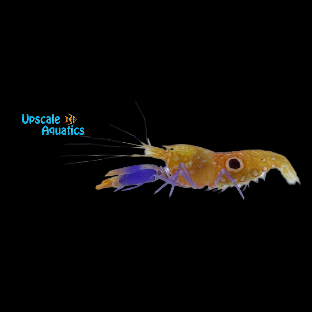 Bullseye Pistol Shrimp (Alpheus soror)