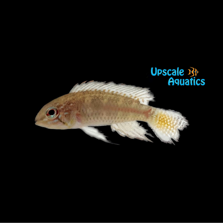 Apistogramma Uaupesi