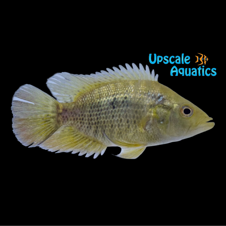 Kraussii Cichlid (Caquetaia kraussii)