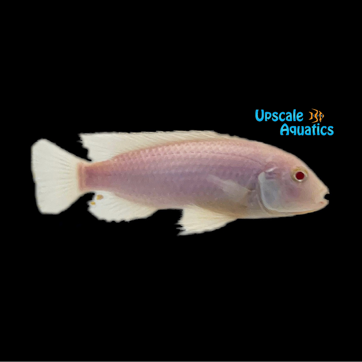 Albino Socolofi Cichlid (Pseudotropheus socolofi albino)