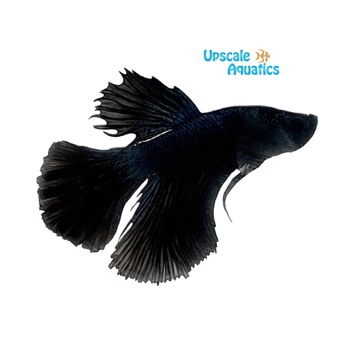 Black Knight Combtail Betta - Male (Betta splendens)