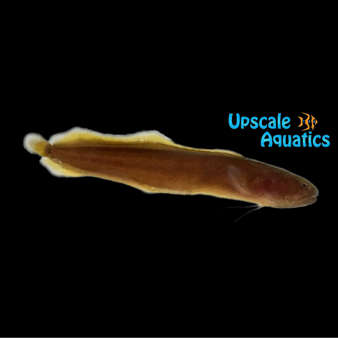Velvetnose Brotula (Petrotyx hopkinsi)