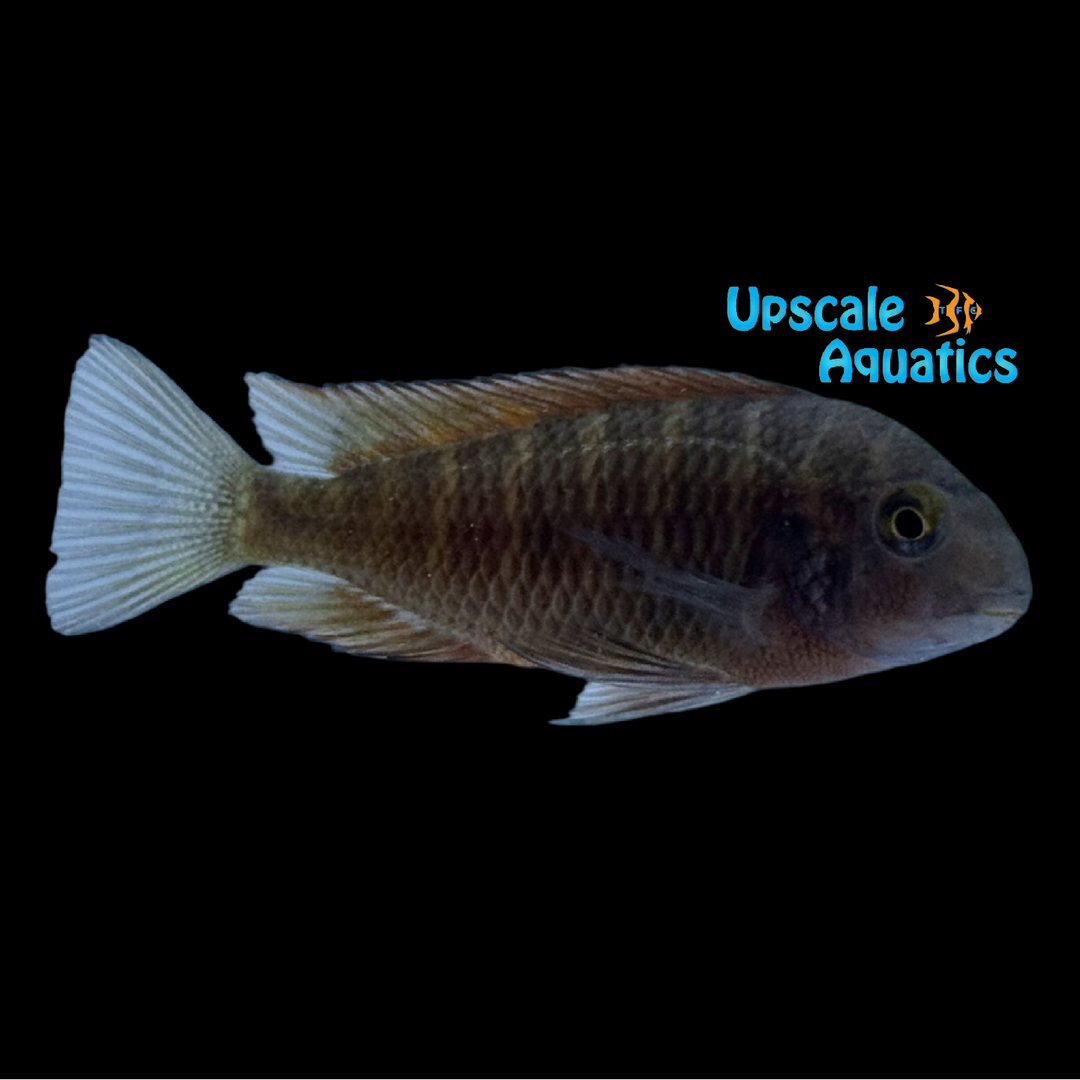 Red Firecracker Tropheus (Tropheus moorii ‘Moliro’)