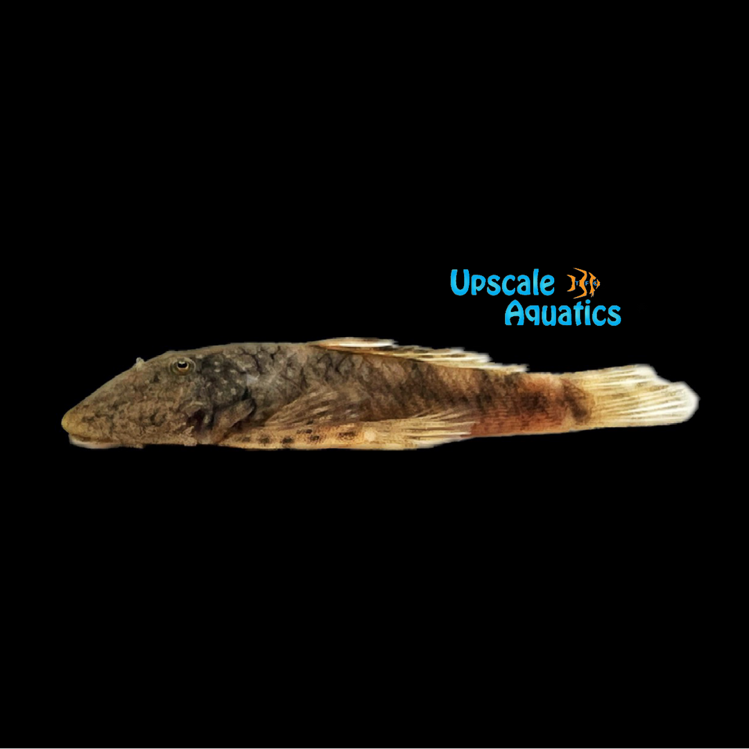 Big Spot Bulldog Pleco L442 (Dolichancistrus fuesslii)