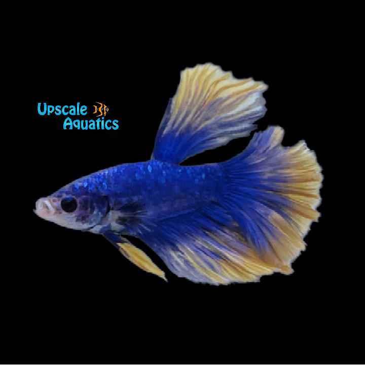 Blue Mustard Gas Halfmoon Betta - Male (Betta splendens)