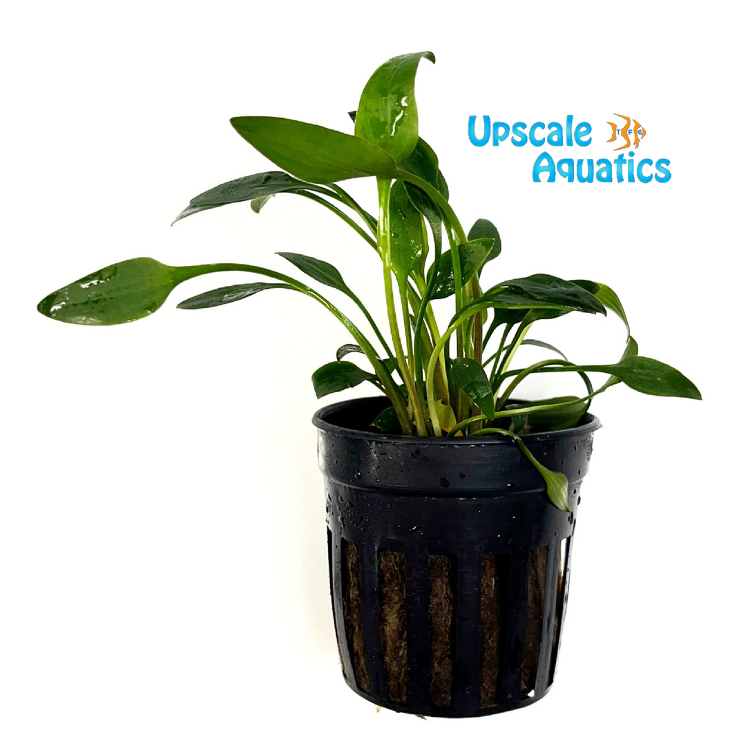 Lutea Crypt. (Cryptocoryne lutea)
