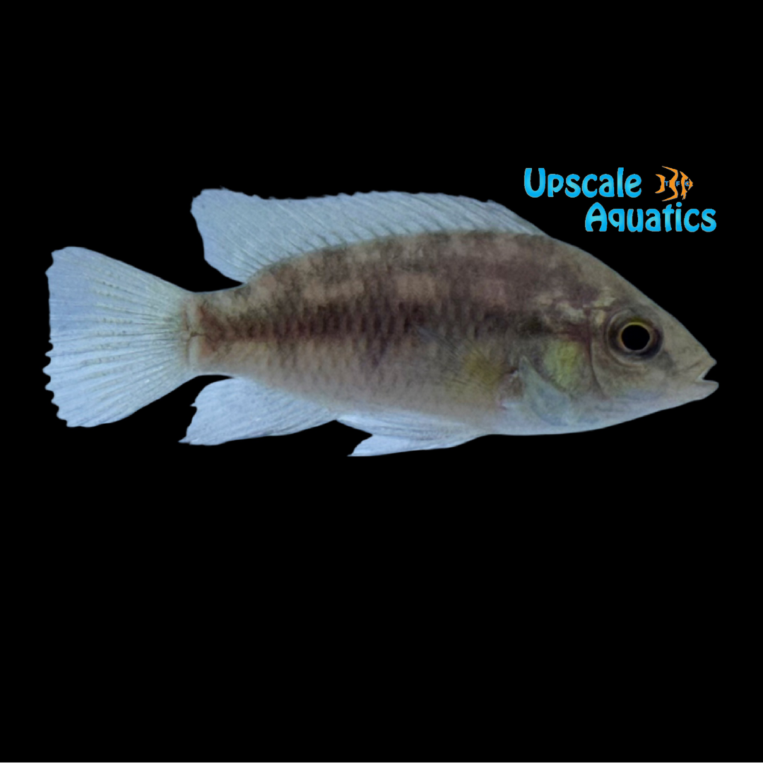 African Checkerboard Cichlid (Thysochromis ansorgii)