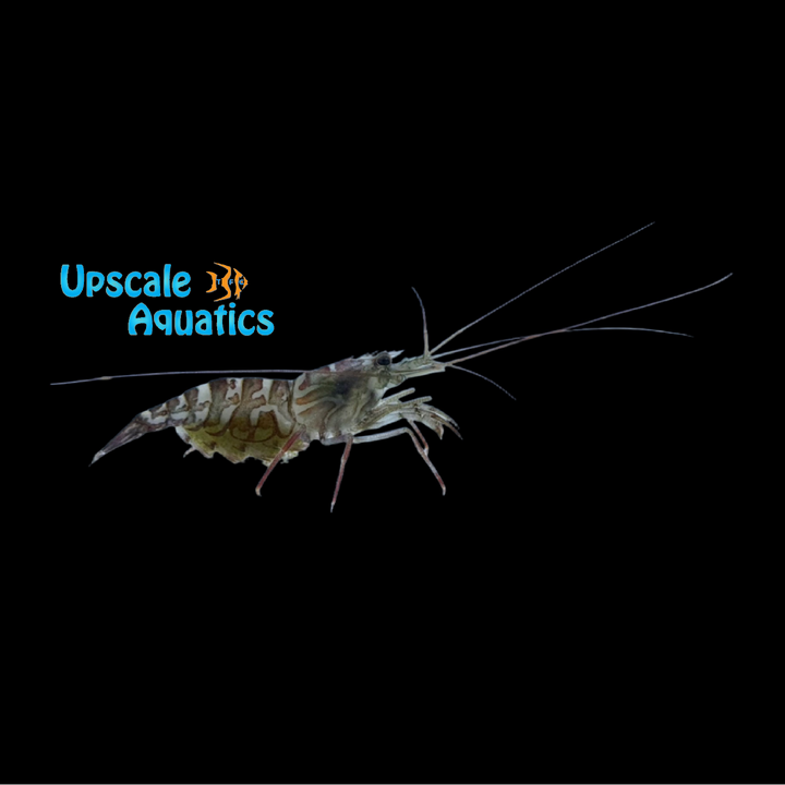 Kuekenthal's Cleaner Shrimp (Lysmata kuekenthali)