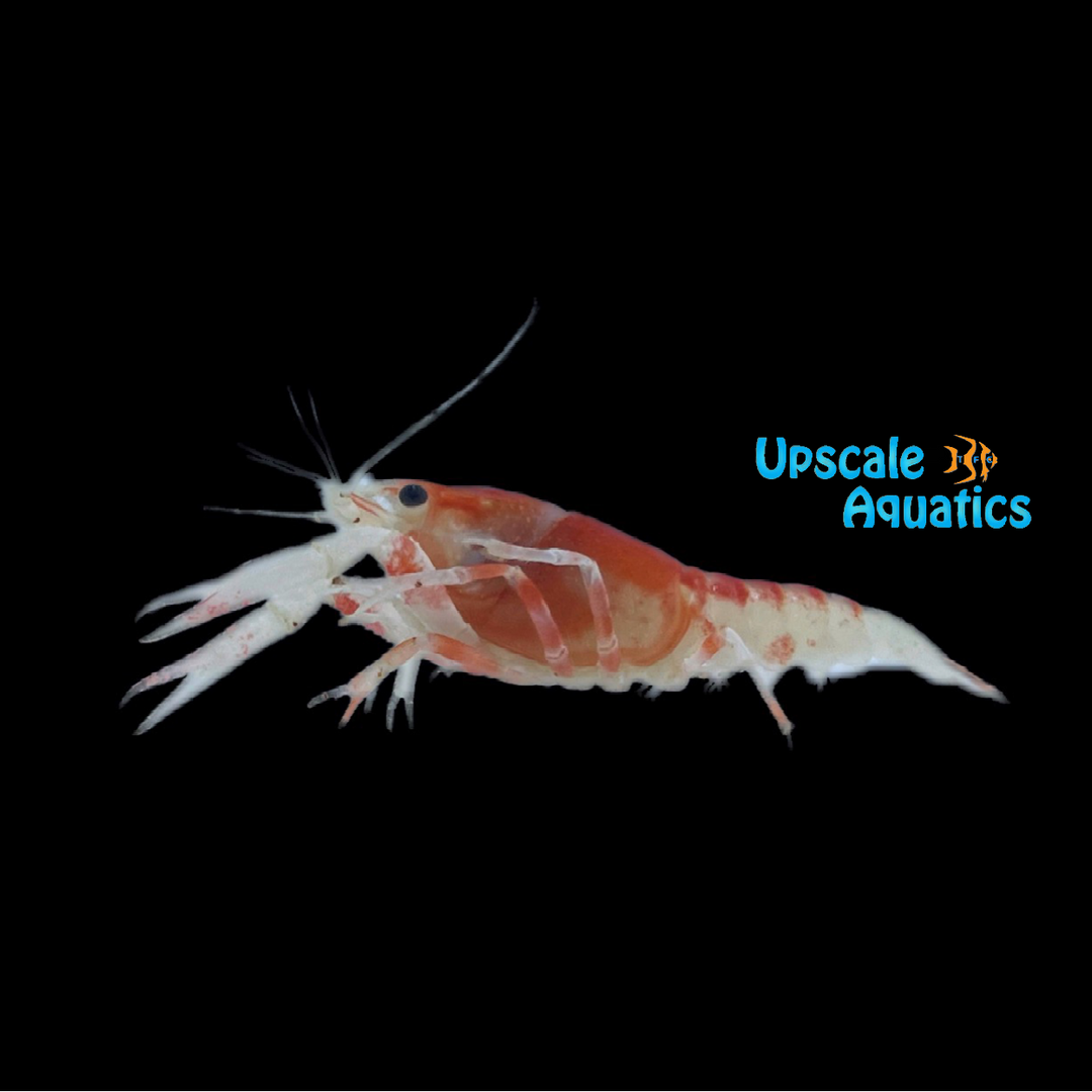 Fireball Ghost Lobster (Procambarus clarkii var. ghost)