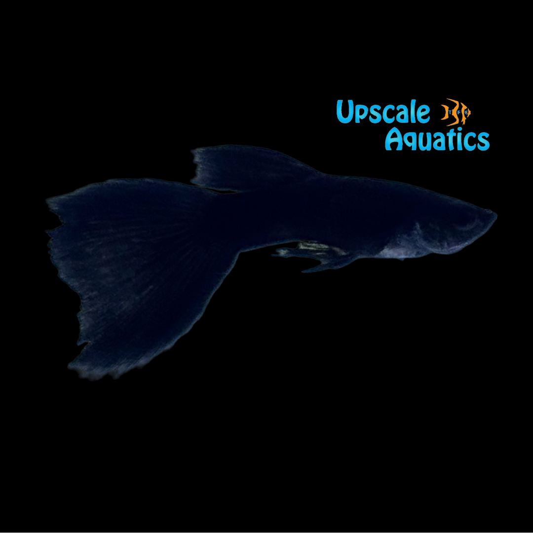 Jet Black Guppy (Poecilia reticulata)