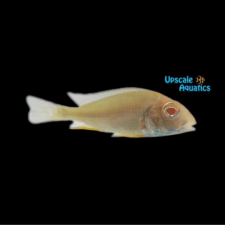 Albino Red Head Tapajos Cichlid (Geophagus tapajos albino)