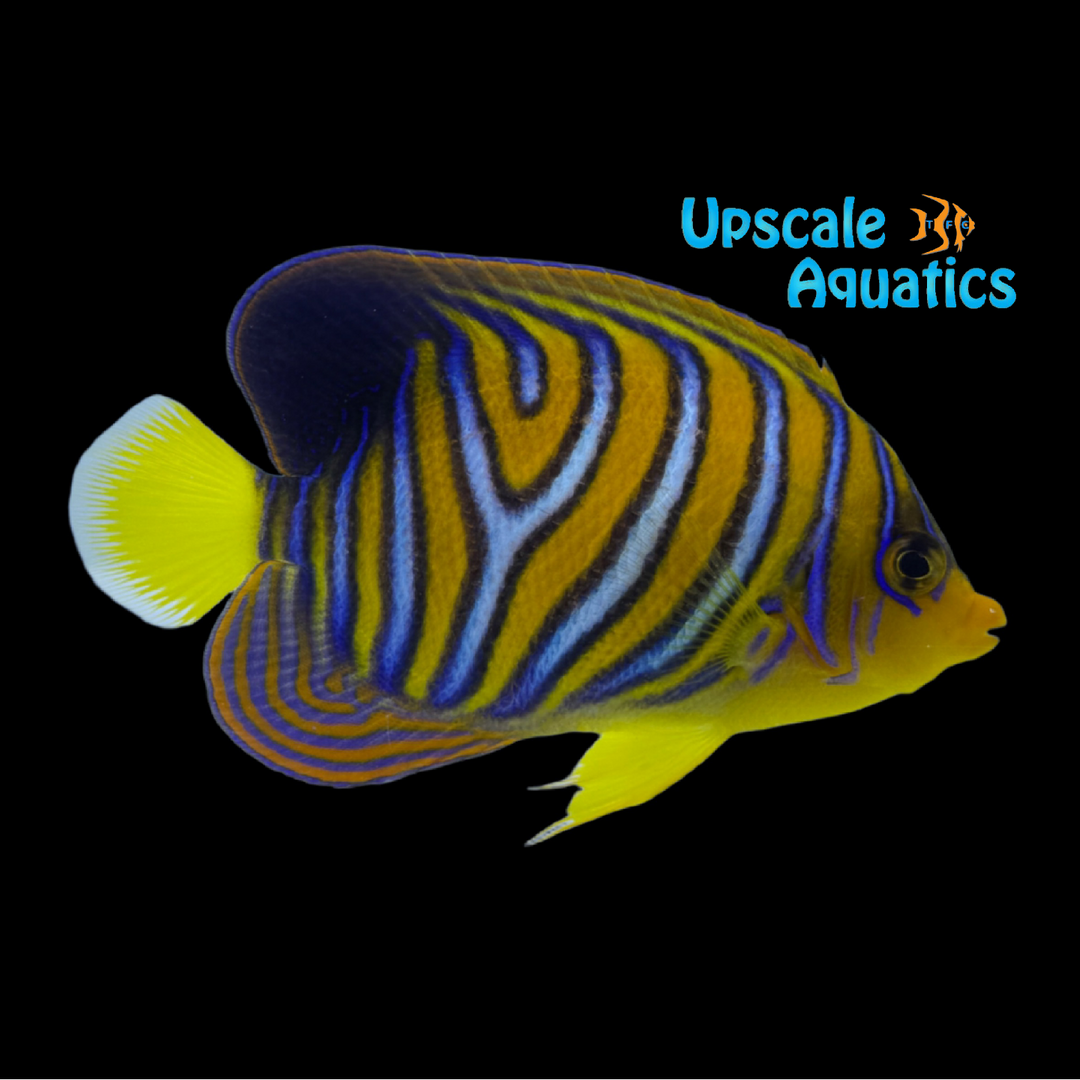 Misbar Yellow Belly Regal Angelfish (Pygoplites diacanthus)