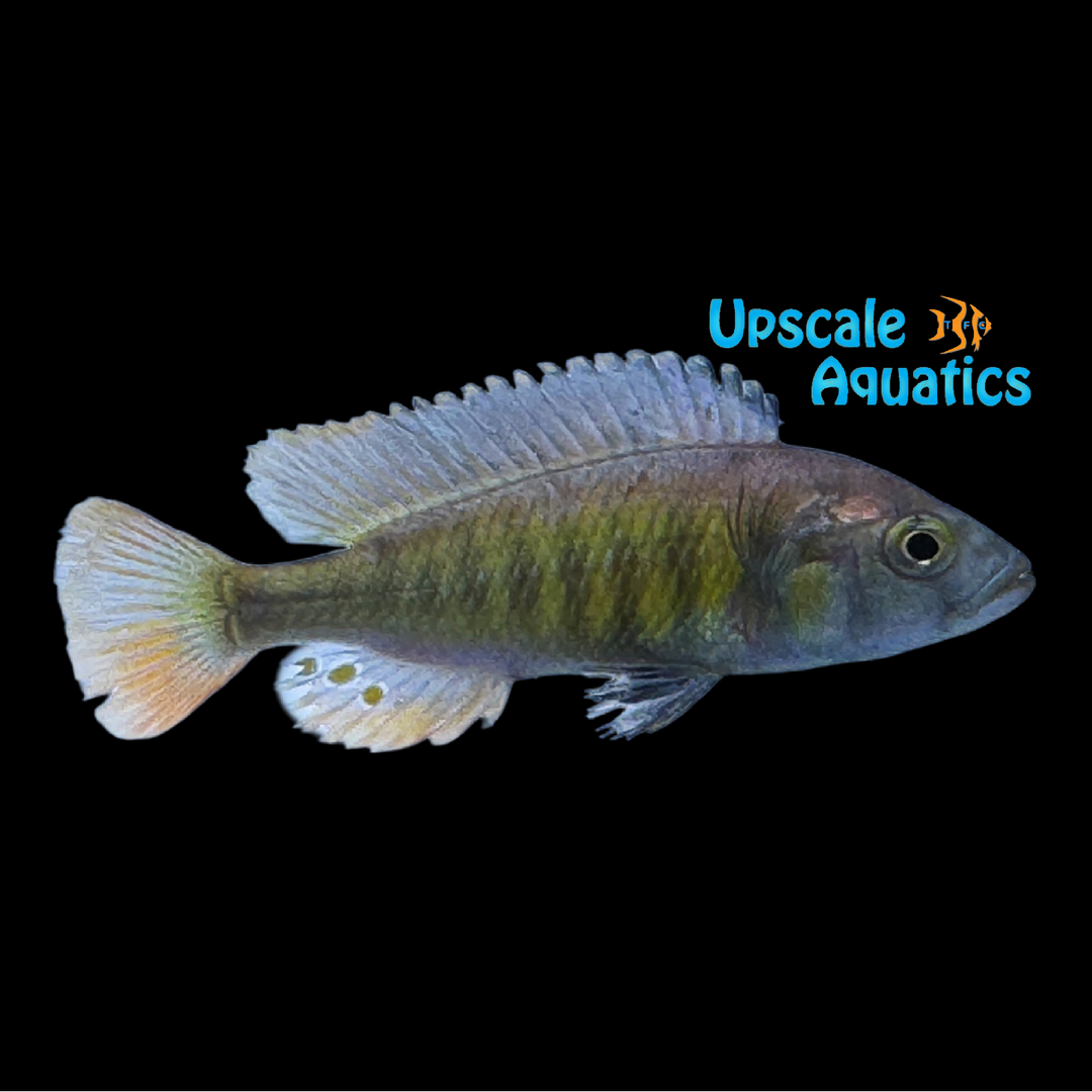 Tomato Hap (Haplochromis sp. 35)