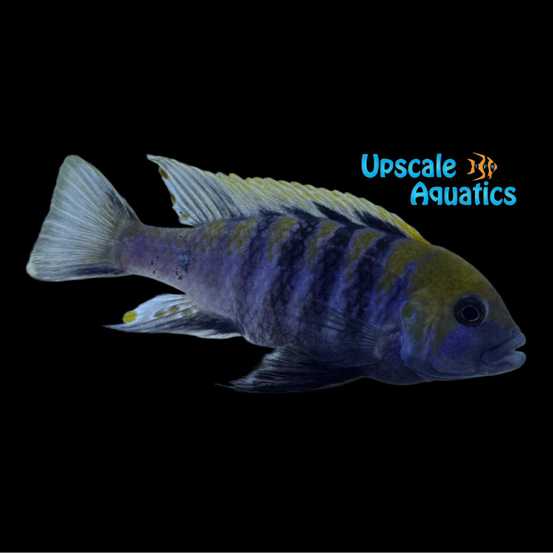 Cobue Afra Cichlid (Cynotilapia afra 'Cobue')