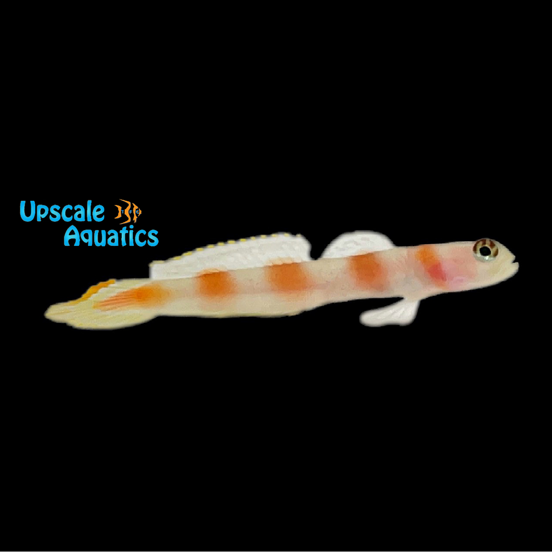 Flagtail Shrimp Goby (Amblyeleotris yanoi)