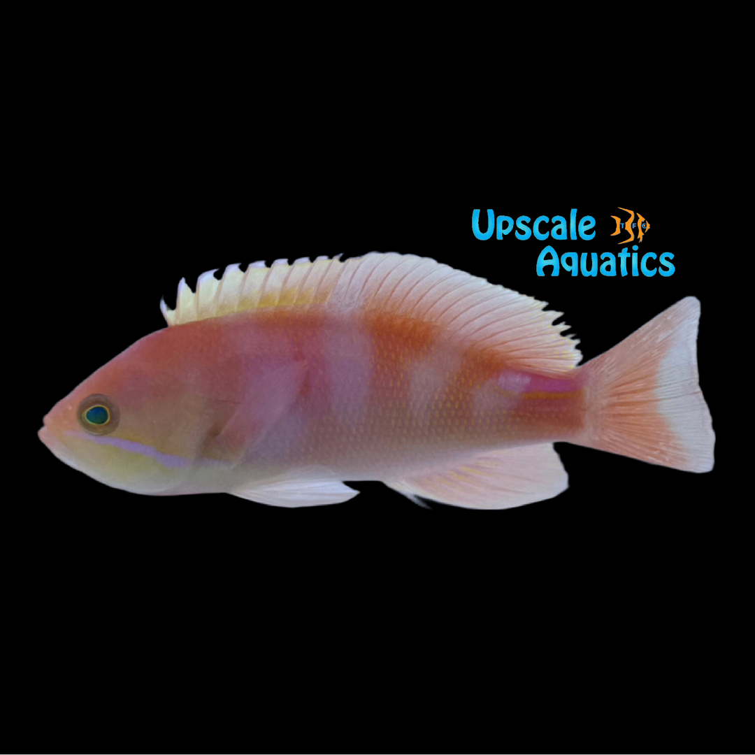 Red Sea Striped Anthias (Pseudanthias taeniatus)
