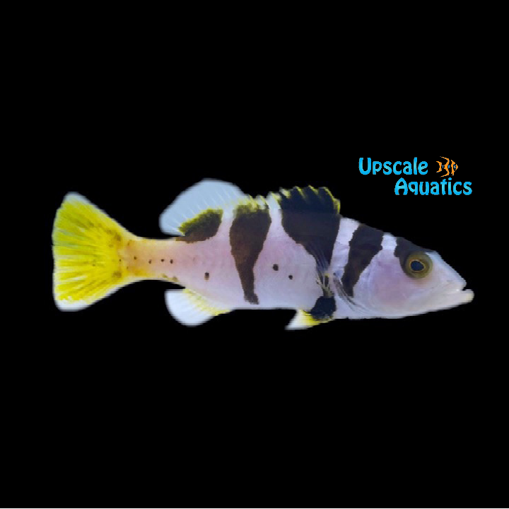 Blacksaddled Coral Grouper (Plectropomus laevis)