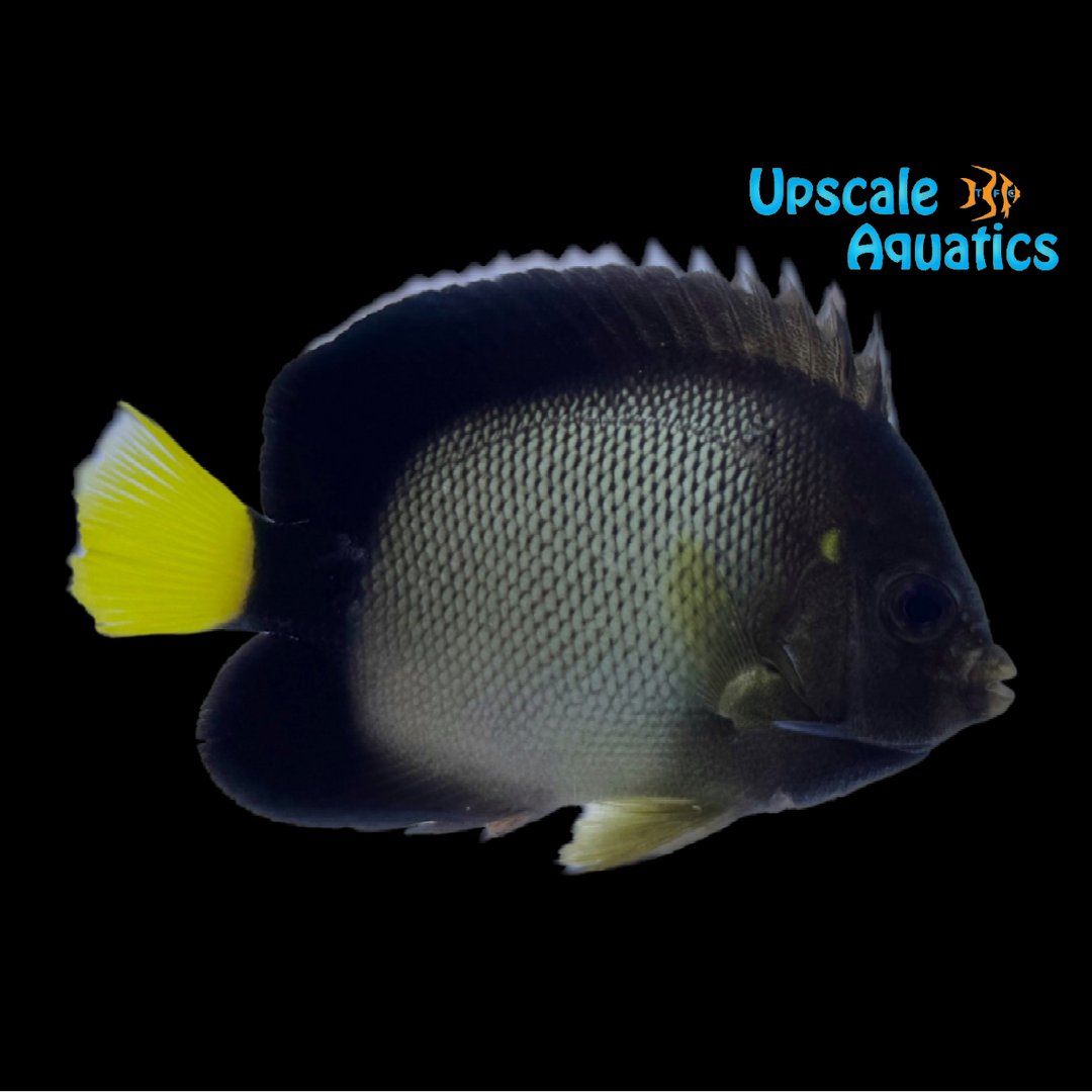 Yellow Ear Angelfish (Apolemichthys xanthotis)