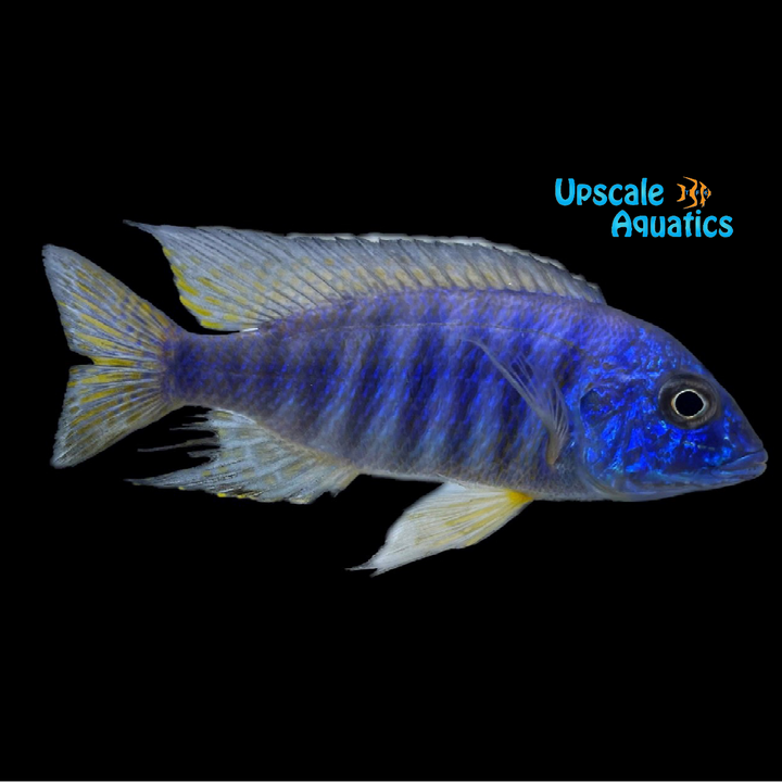Assorted Hybrid Haplochromis (Protomelas sp. x)