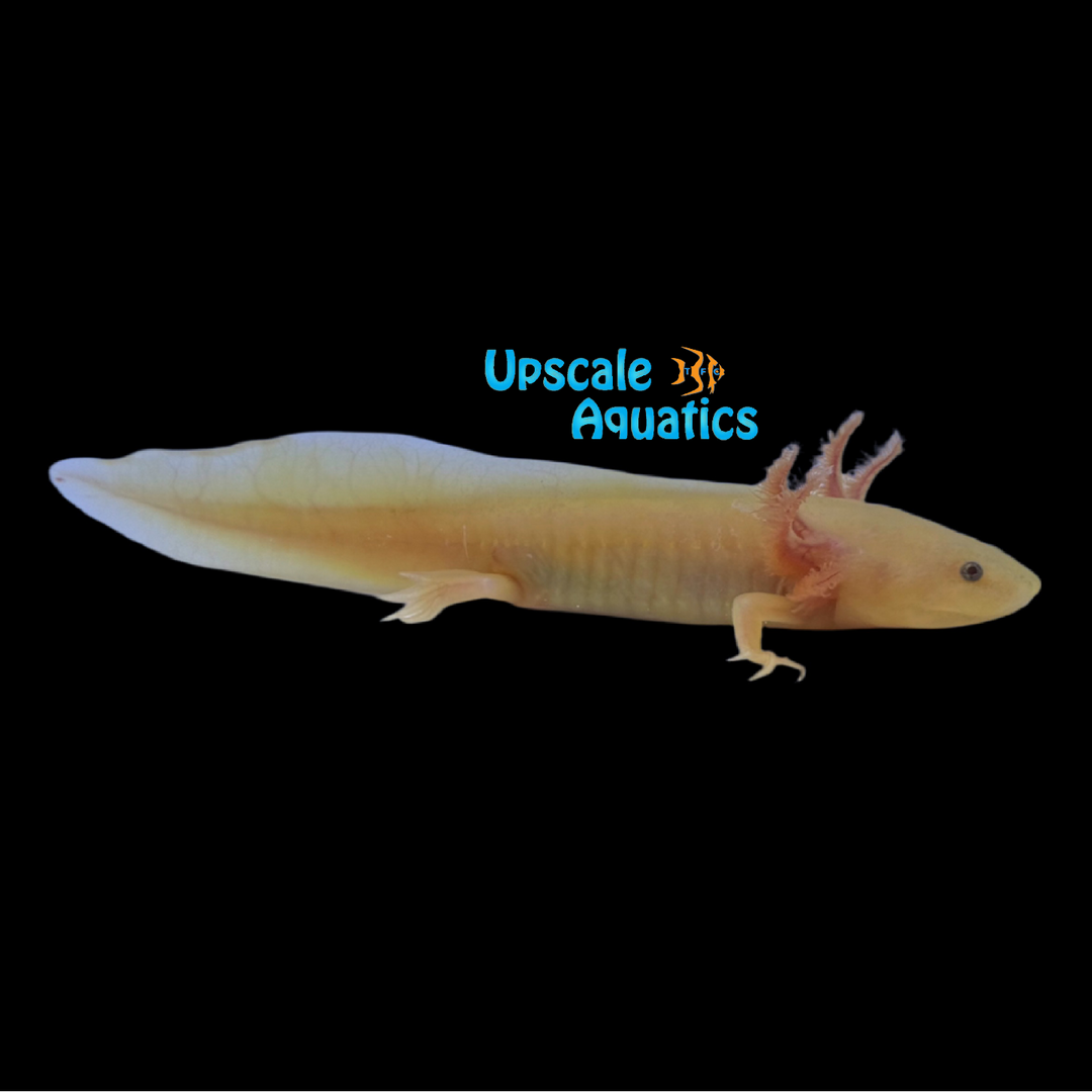 Golden Leucistic Axolotl (Ambystoma mexicanum)