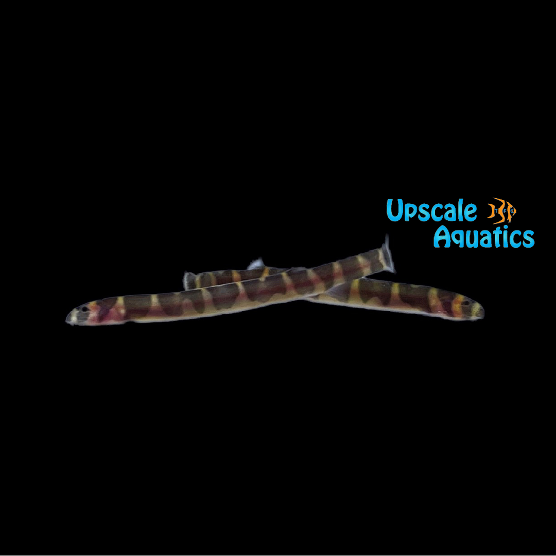 Giant Kuhli Loach (Pangio myersi)