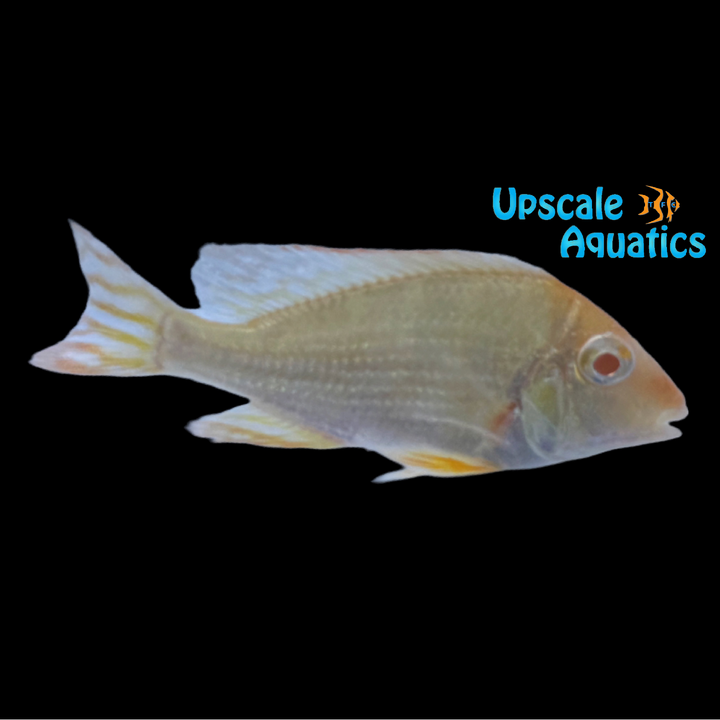 Albino Red Head Tapajos Cichlid (Geophagus tapajos albino)