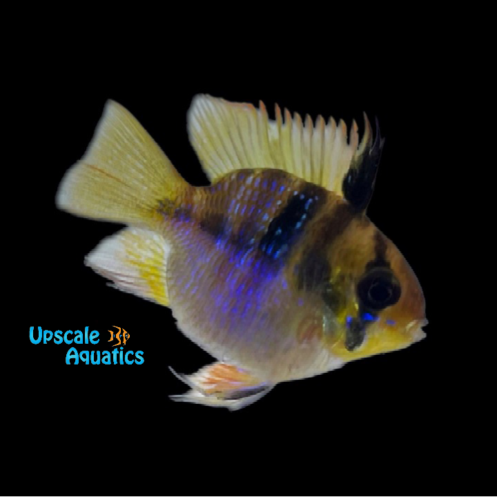 Balloon German Blue Ram (Mikrogeophagus ramirezi)
