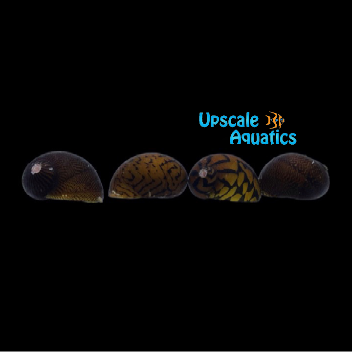 Lightning Bolt Nerite Snail (Neritodryas dubia)