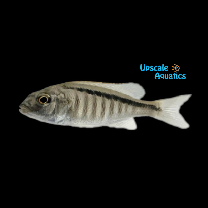 Buccochromis Lepturus 'Green' (Buccochromis lepturus)
