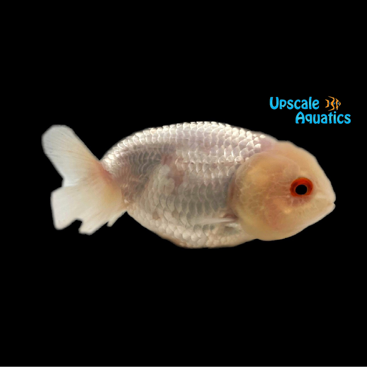Assorted Ranchu Goldfish (Carassius auratus)