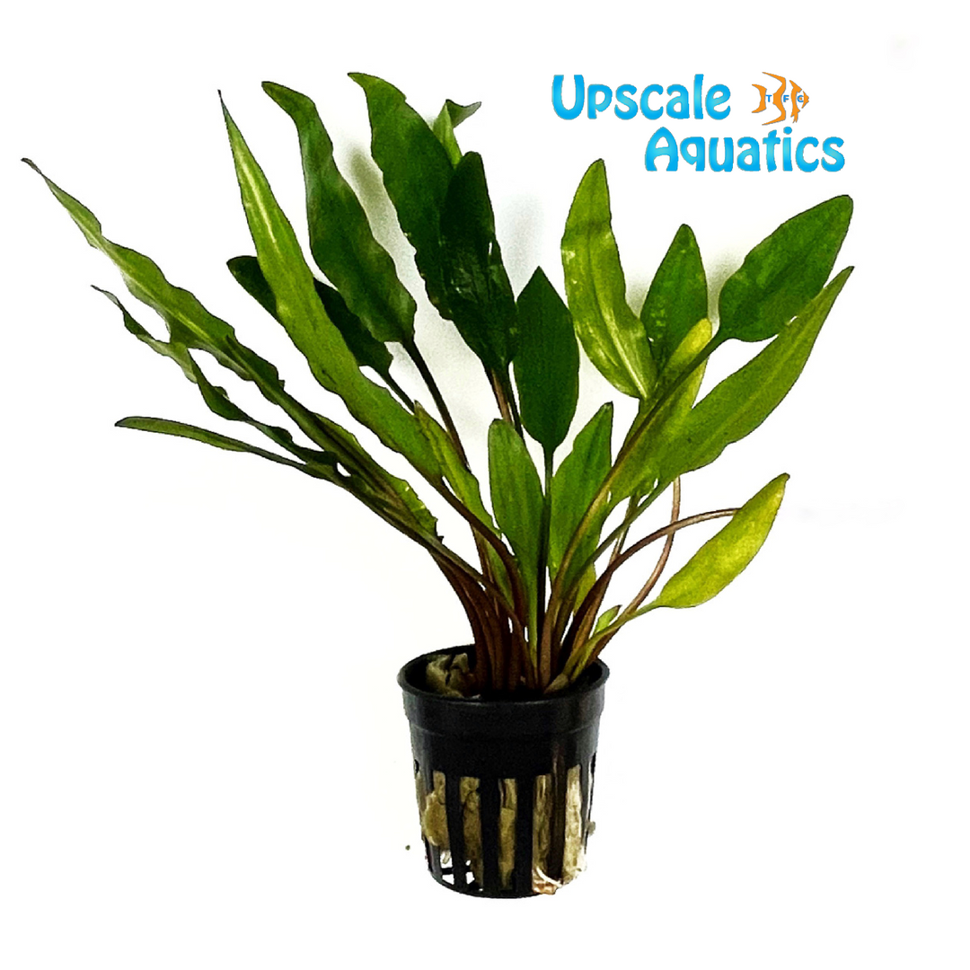 Sri Lanka Crypt. (Cryptocoryne sri lanka)