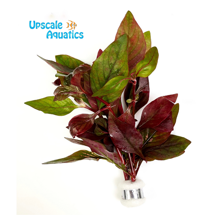 Alternanthera Red Broad Leaf