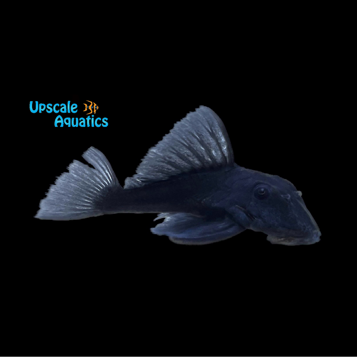 Blue Panaque Pleco L239 (Baryancistrus beggini)