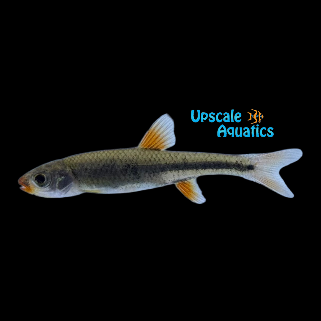 Redlip Shiner (Notropis chiliticus)