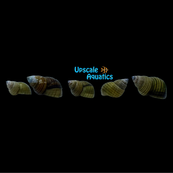 Striped Wizard Snail (Filopaludina sumatrensis)