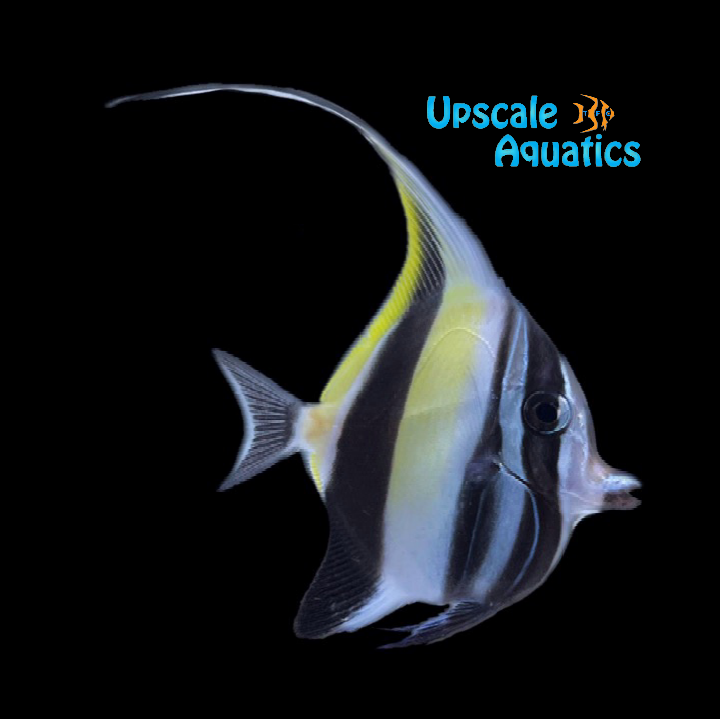 Moorish Idol (Zanclus cornutus)