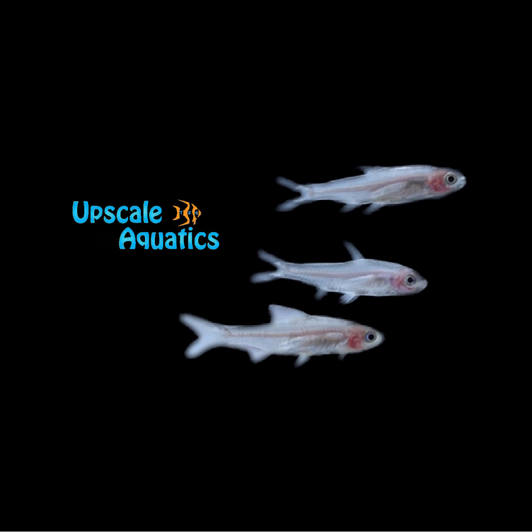 Golden Rummynose Tetra (Hemigrammus rhodostomus var.)