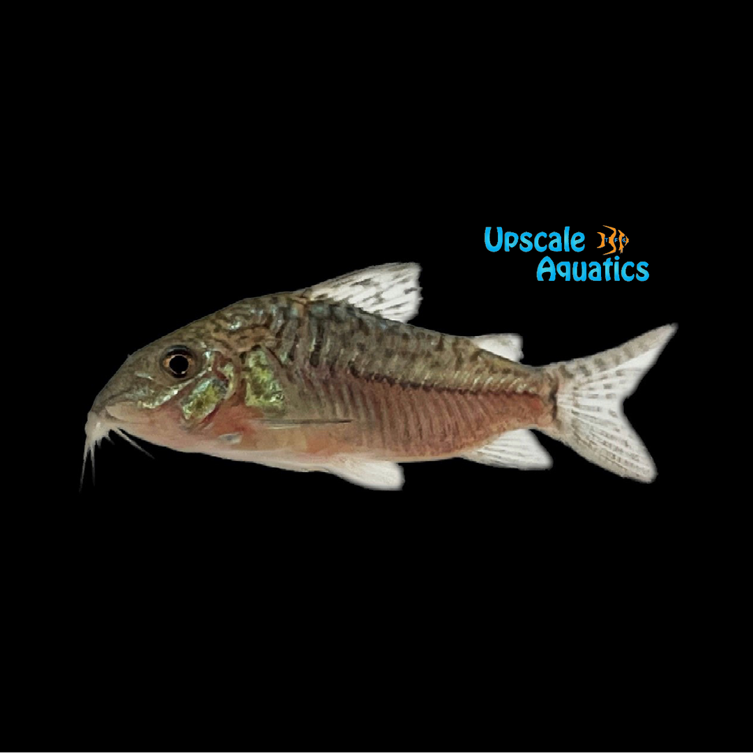 Agassizii Cory (Corydoras agassizii)