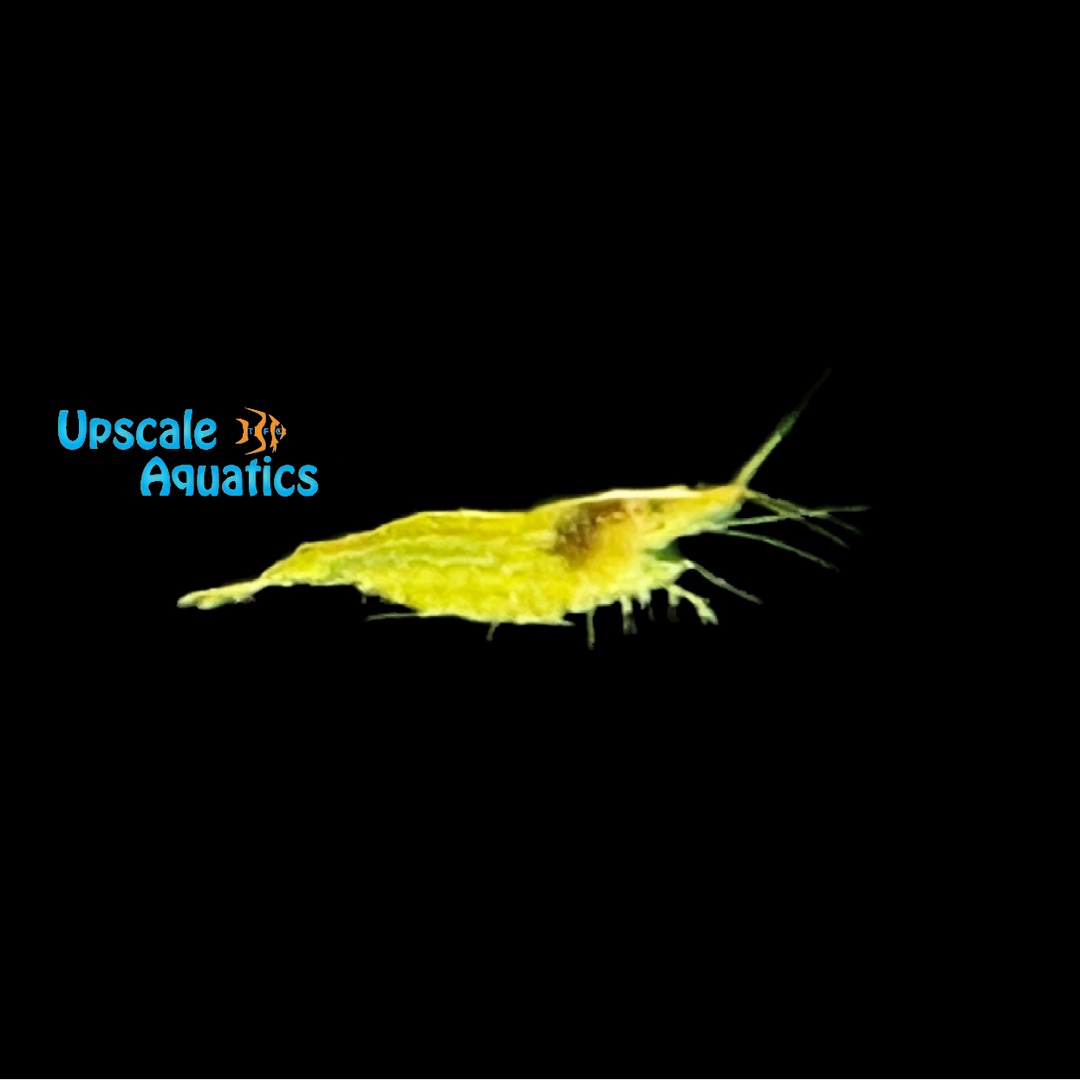 Green Babaulti Shrimp (Caridina babaulti 'green')