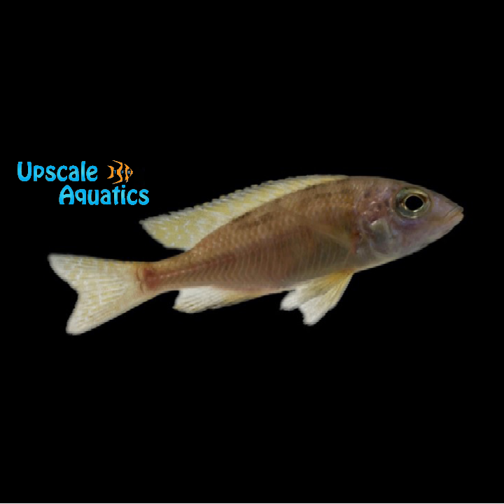 Gold Mbamba Bay Cichlid (Placidochromis sp. gold 'Mbamba Bay')