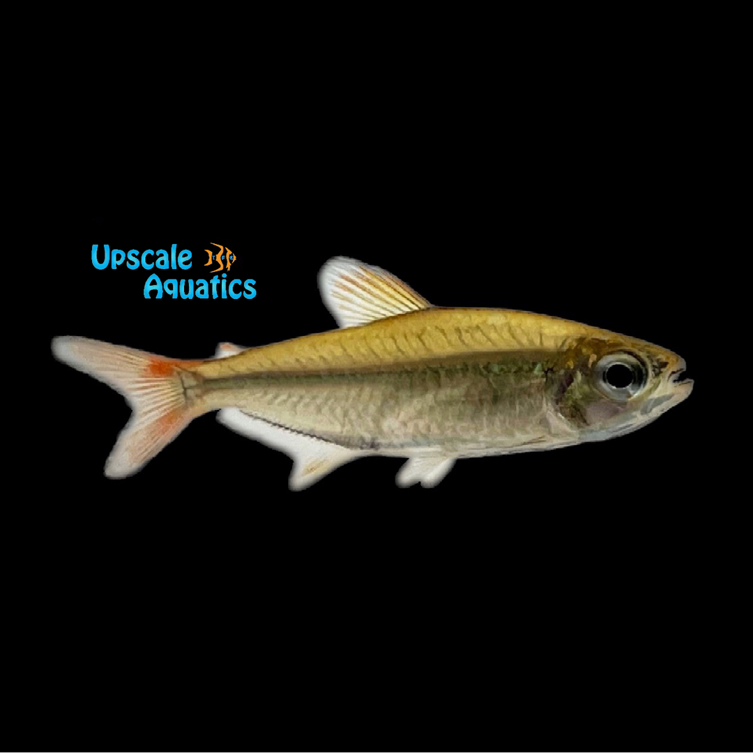 Barracuda Tetra (Lonchogenys ilisha)