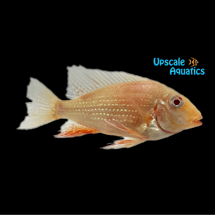 Albino Luo Han Heckelii Cichlid (Acarichthys heckelii)