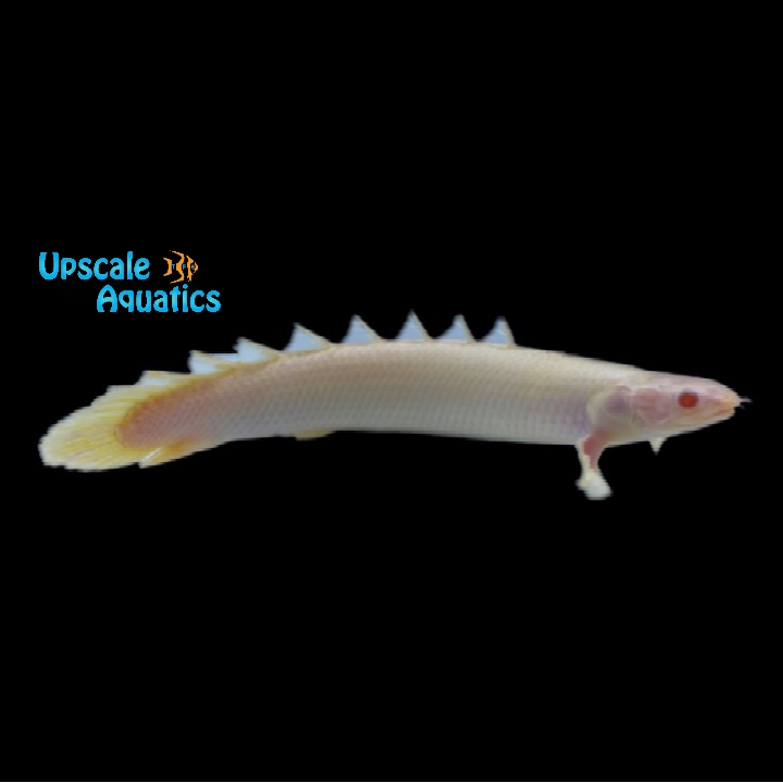 Albino Dinosaur Bichir (Polypterus senegalus)