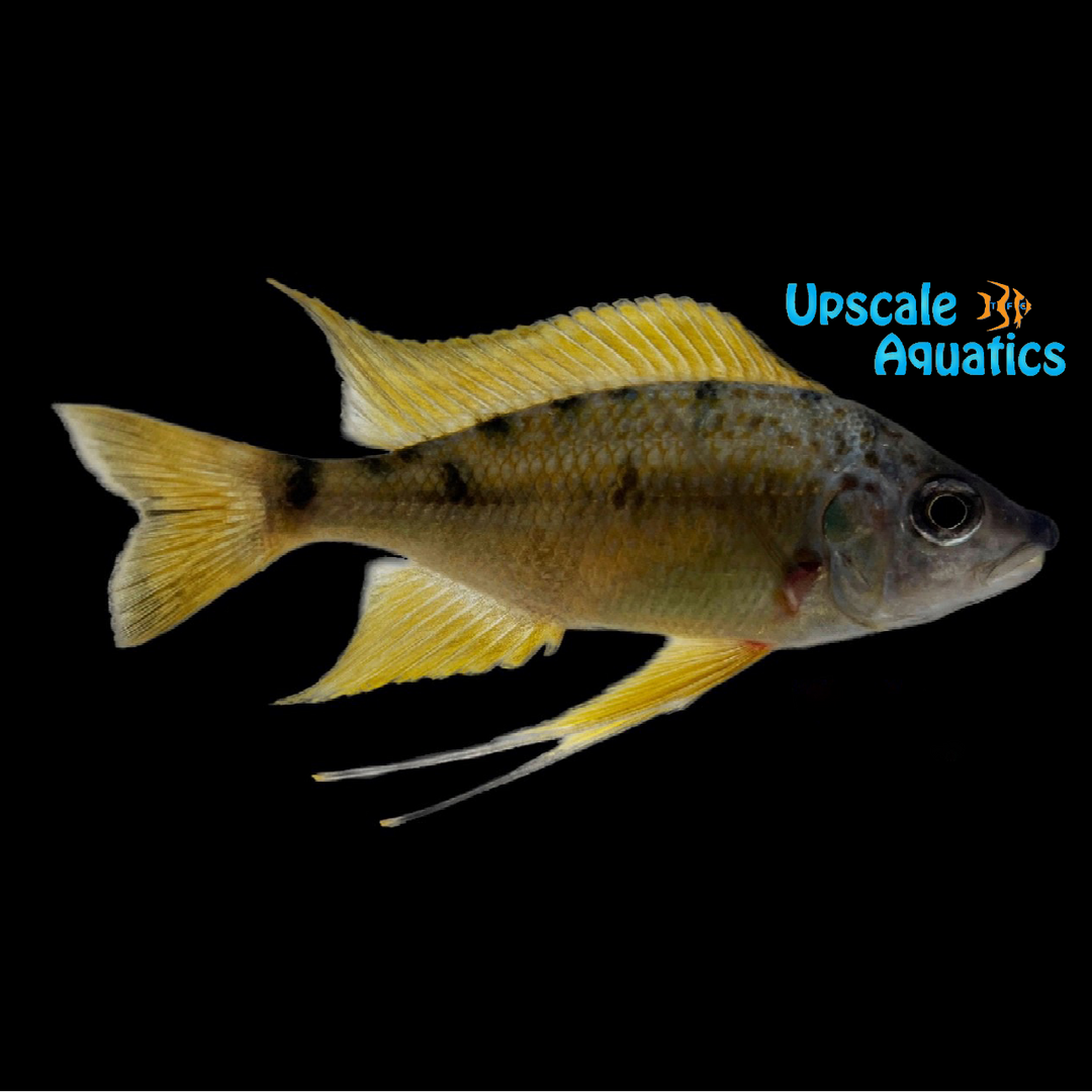 Gold Tiger Nasuta Cichlid (Ophthalmotilapia nasuta)