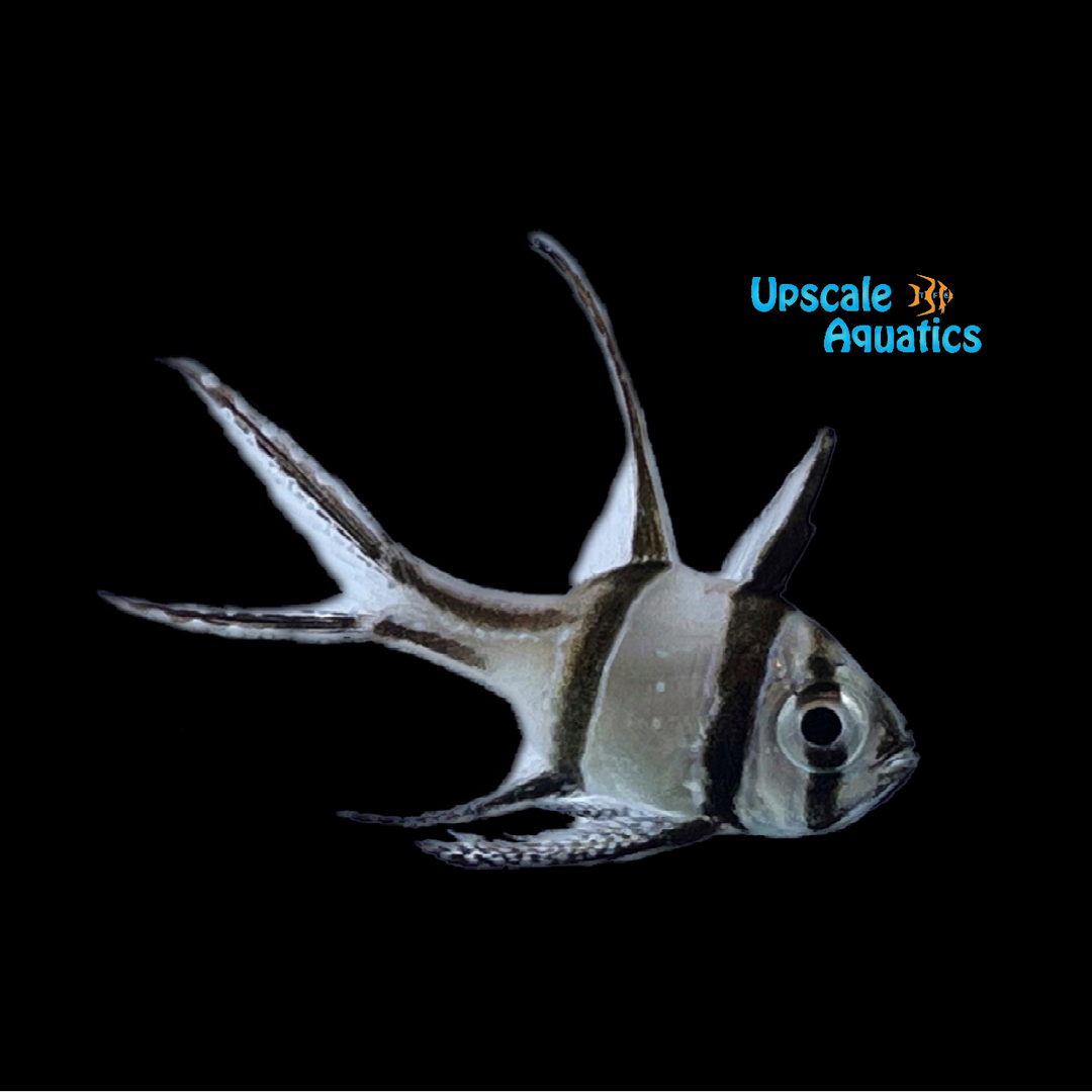 Banggai Cardinalfish (Pterapogon kauderni)